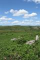 Muttons Downs Photo