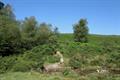 Pudsham Down Photo