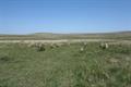 Ring Moor Down Photo