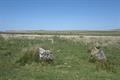 Ring Moor Down Photo