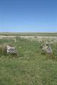 Ring Moor Down Photo