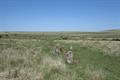 Ring Moor Down Photo