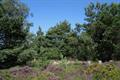 Ideford Common Photo