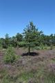 Ideford Common Photo