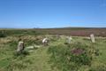 Tregeseal Circle Photo