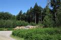 Cann Wood 13Photo Cann Wood Photo