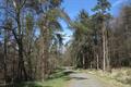 Cookworthy Forest Photo