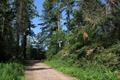 Eggesford Forest 06Photo Eggesford Forest Photo