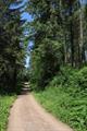 Eggesford Forest 08Photo Eggesford Forest Photo