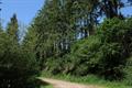 Eggesford Forest 11Photo Eggesford Forest Photo