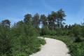 Haldon Forest Photo