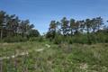 Haldon Forest Photo