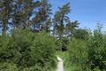 Haldon Forest Photo