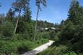 Haldon Forest Photo