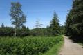 Haldon Forest Photo