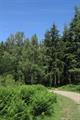 Haldon Forest Photo