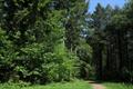 Heywood Wood Photo