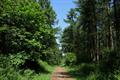 Heywood Wood Photo