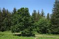 Heywood Wood Photo