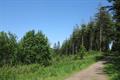 Heywood Wood Photo