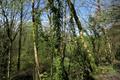 High Wood Photo
