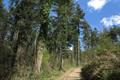 High Wood Photo