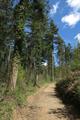 High Wood Photo