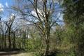 High Wood Photo