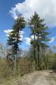 High Wood Photo