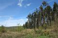 High Wood Photo