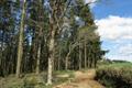 High Wood Photo