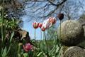 High Wood Photo