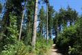 High Wood Photo