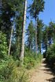 High Wood Photo