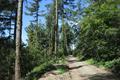 High Wood Photo