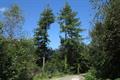 High Wood Photo