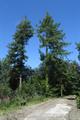 High Wood Photo