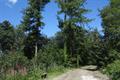 High Wood Photo