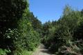 High Wood Photo