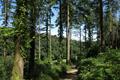 High Wood Photo