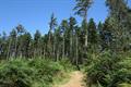 High Wood Photo