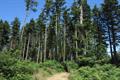 High Wood Photo