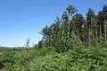 High Wood Photo