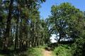 High Wood Photo