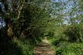 Ladock Wood Photo