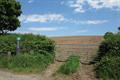 Winkleigh Wood Photo