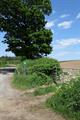 Winkleigh Wood Photo