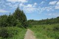 Winkleigh Wood Photo