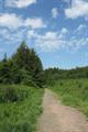 Winkleigh Wood Photo