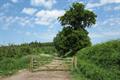 Winkleigh Wood Photo
